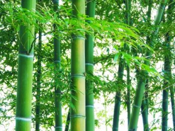 竹の子の孟宗竹と破竹と真竹の違いは 特徴や強度と見分け方 １ ２mama